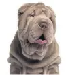  ??  ?? ADORABLE Shar Pei pup