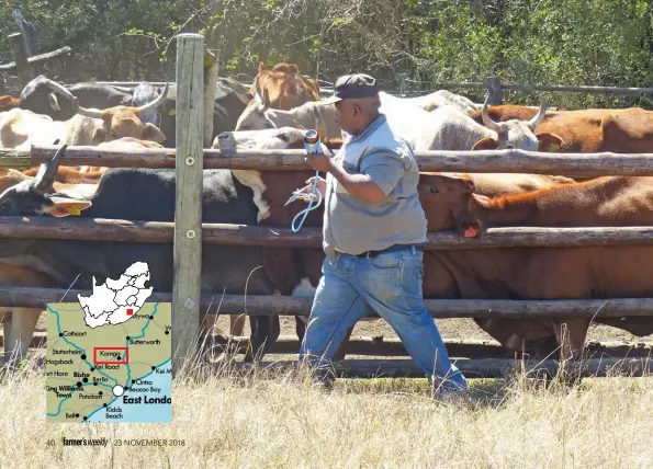  ?? PHOTOS: Mike Burgess ?? BELOW: ‘When I’m here I have peace of mind,’ says Napoleon Holborn of working with his cattle.