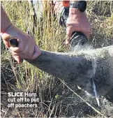  ??  ?? SLICE Horn cut off to put off poachers