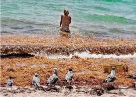  ?? Pedro Portal/TNS ?? Seagulls watch as Monica Madrigal finds her way through a thick raft of Sargassum seaweed that washed up on the seashore in Miami Beach in 2020.