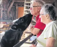  ?? MILLICENT MCKAY/JOURNAL PIONEER ?? Smith Gunning receives a lick from a calf as his wife, Marjorie, gives a chuckle.