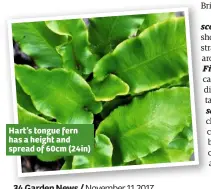  ??  ?? Hart’s tongue fern has a height and spread of 60cm (24in)