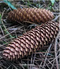  ??  ?? Larch cones.