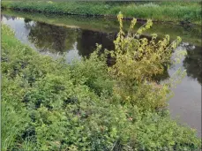  ?? Photo by Matthew Liebenberg/Prairie Post ?? A variety of vegetation on the banks of the Swift Current Creek at Elmwood Park in Swift Current, where the invasive weeds event will take place on Aug. 10.