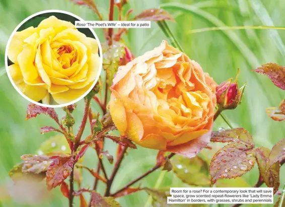  ??  ?? Rosa ‘The Poet’s Wife’ – ideal for a patio Room for a rose? For a contempora­ry look that will save space, grow scented repeat-flowerers like ‘Lady Emma Hamilton’ in borders, with grasses, shrubs and perennials