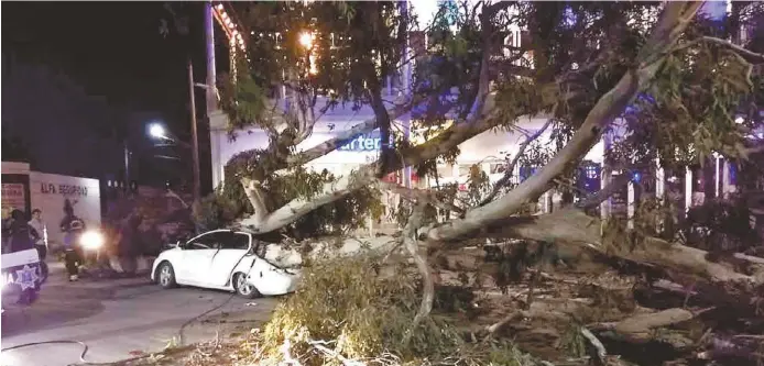  ?? JORGE MALDONADO ?? Caída de árboles en la Zona Metropolit­ana de La Laguna.
