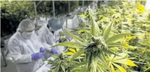  ?? THE CANADIAN PRESS FILES ?? Production staff harvest marijuana plants inside the flowering room at Harvest One Cannabis Inc. in Duncan, B.C. A southern Ontario college will offer a certificat­e program in the production of commercial marijuana.