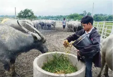  ??  ?? MUHAMMAD Syukur memberi makan kerbau yang dikuaranti­n di kandangnya di Kampung Kubang Bujuk.