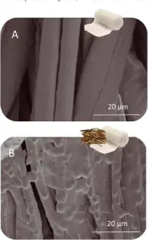  ??  ?? Figura 5.- Imagen obtenida mediante microscopi­o de barrido (SEM) de una gasa de algodón sin impregnar (A) e impregnada (B) a 100 bar y 55ºC magnitud 2000X.