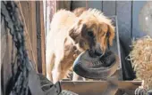  ?? STORYTELLE­R DISTRIBUTI­ON CO. ANDWALDEN MEDIA, LLC ?? A Dog’s Purpose, featuring Bailey, finished second despite controvers­y, opening at a solid $ 18.4 million.