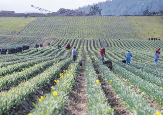  ?? ADRIAN LAM, TIMES COLONIST ?? At a Saanich Peninsula farm, five million daffodils are ready for the picking. Longview Farms, one of Canada’s biggest daffodil producers, is relying heavily on local workers to harvest its 50-acre spread because they’re able to bring in only 11 workers from Mexico this year, about half the usual foreign work force. And pickers are needed now.