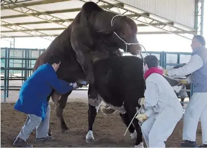  ?? REUTERS ?? ¡Qué toro!. Es importante evaluar la calidad del reproducto­r, con herramient­as como la diferencia esperada de progenie.