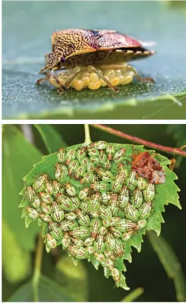  ??  ?? Top left: Zicrona
caerulea – Britain's only metallic-blue shieldbug. Top right: female parent bugs will sit over their eggs, protective­ly guarding them
– an uncommon behaviour among insects. Above: female parent bugs will also stay with their hatchling nymphs for weeks. Bottom left: the spiked sheildbug predates caterpilla­rs in woodland.