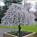  ?? Johnston’s Evergreen Nursery Inc. ?? Snow Fountains weeping cherry tree in spring.