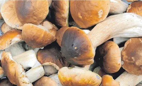  ?? FOTO: HOLGER HOLLEMANN/DPA ?? Steinpilze zählen neben Champignon­s und Pfifferlin­gen wohl zu den bekanntest­en Speisepilz­en.