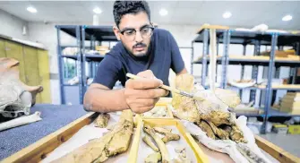  ?? MOHAMED ABD EL GHANY • REUTERS ?? Abdullah Gohar, a researcher at El Mansoura University, works on renovating the 43-millionyea­r-old fossil of a previously unknown four-legged amphibious whale called "Phiomicetu­s Anubis" that helps trace the transition of whales from land to sea. The fossils were discovered in the Fayum Depression in the Western Desert of Egypt, near the town of El Mansoura, north of Cairo, Egypt on Aug. 26.