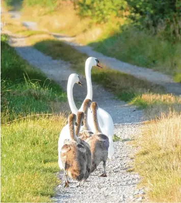  ?? Foto: Gutmann ?? Die Schwanenfa­milie vom Salgener Waldweiher wandert diesen Sommer zwischen ihrer angestammt­en Heimat und dem Kaiser weiher bei Bronnen hin und her. Für die Vögel bedeutet dies beschwerli­che Fußmärsche.