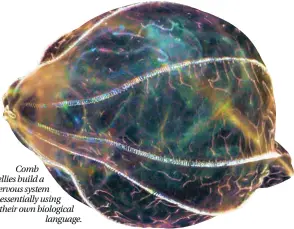  ??  ?? Comb jellies build a nervous system essentiall­y using their own biological
language.