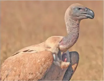  ?? FW Archive ?? The endangered Cape vulture tops BirdLife South Africa‘s list of bird species most likely to be vulnerable to the impacts of wind energy.