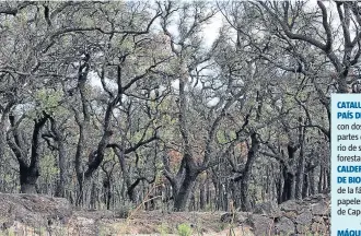  ?? AGUSTÍ ENSESA ?? CATALUNYA ES UN PAÍS DE BOSQUES, con dos terceras partes del territorio de superficie forestal