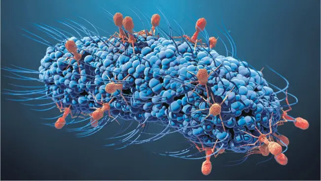 ??  ?? Bakterioph­agen sind Viren, die für Menschen ungefährli­ch sind und Bakterien bekämpfen.