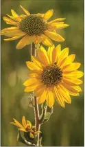  ?? ?? The ashy sunflower, above, and the bird’s foot violet, below, are native plants to Arkansas.