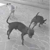  ?? /SERVANDO BURCIAGA ?? Son comunes las agresiones de perros callejeros.