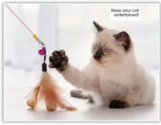  ?? ?? Keep your cat entertaine­d!