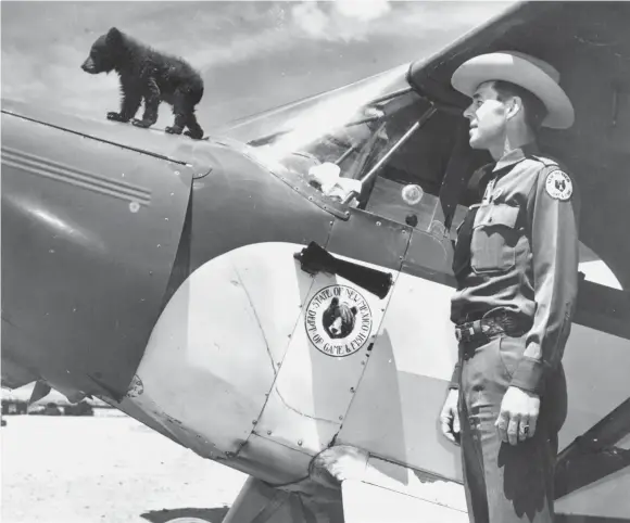  ?? WIKIPEDIA COMMONS ?? Young Smokey on top of the front of a plane with Ranger Ray Bell in 1950.