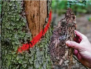  ?? Foto: Claudia Stegmann (Symbolbild) ?? Die städtische­n Bäume in Friedberg müssen regelmäßig kontrollie­rt werden.