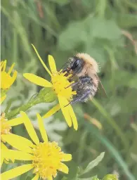  ?? ?? A bee in the South Downs National Park , by Jane Chandler