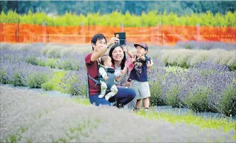  ?? SCOTT ROSTS
METROLAND ?? The Wong family from Toronto, Roger, Kateri, Monica and Augustine, find a picture-perfect spot for a family photo at last year’s Niagara Lavender Festival at Niagara Essential Oils & Blends.