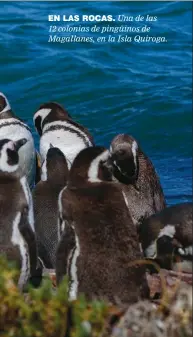  ??  ?? EN LAS ROCAS. Una de las 12 colonias de pingüinos de Magallanes, en la Isla Quiroga.