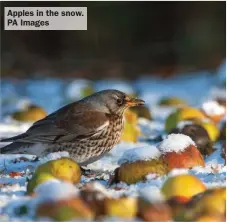  ?? ?? Apples in the snow. PA Images