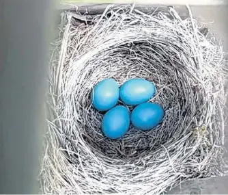  ?? VIDEO IMAGE ?? Robin eggs in a nest under Jason Dicks’ deck in St. John’s.