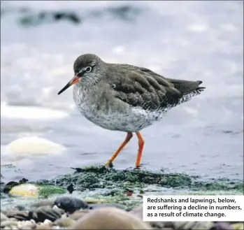  ??  ?? Redshanks and lapwings, below, are suffering a decline in numbers, as a result of climate change.