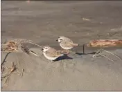  ?? SEAN MCALLISTER, FRIENDS OF THE DUNES — CONTRIBUTE­D ?? A male and a female snowy plover are shown on the sand. Breeding season started March 1.