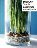  ?? ?? Scented paperwhite daffodil bulbs