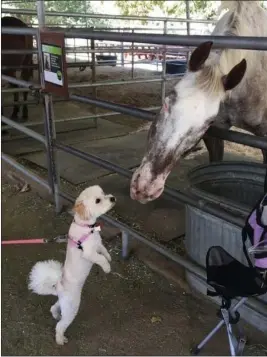  ?? PHOTOS COURTESY OF TENNY MINASSIAN ?? Rescue poodle mix Lucy visits the Santa Clarita animal sanctuary The Gentle Barn, which was the inspiratio­n for Burbank-based Tenny Minassian to write the children's book, “Lucy Goes to the Gentle Barn.” More adventures for the dog and writer might be on their way.