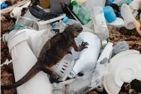  ?? ?? A marine iguana rests on a mound of plastic litter on a reef, in Santa Cruz, in the Galápagos islands. Photograph: Joshua Vela Fonseca/The Guardian