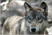  ?? DAWN VILLELLA — THE ASSOCIATED PRESS FILE ?? A gray wolf at the Wildlife Science Center in Forest Lake, Minn.