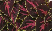  ?? BALL SEED ?? Talavera Pink Tricolor coleus offer dramatic foliage.