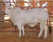  ??  ?? RIGHT:Junior and Reserve Grand Champion Grey Brahman Heifer, MTS 16 77. Owned by Eugene and Marchand Marais, Attie Smuts and Christo van Aardt, Marats Brahman Stud, City Deep.