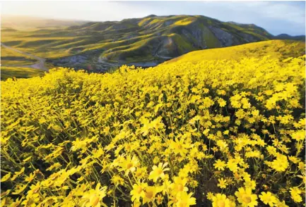  ?? Robyn Beck / AFP / Getty Images ?? Daisies cover the hills in the Carrizo Plain National Monument near Taft (Kern County) during a wildflower “super bloom” in early April. Carrizo Plain is one of the sites that will be reviewed by the Trump administra­tion.