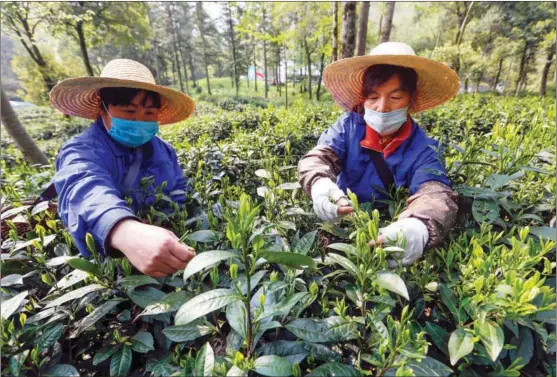 ?? SHI YALEI / FOR CHINA DAILY ?? Farmers pick the Houkui tea in Huangshan, Anhui province, this month.