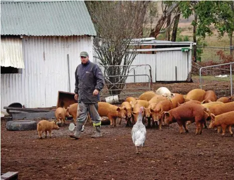  ?? PHOTOS: CONTRIBUTE­D ?? PRIME PORK: Tim Rudduck with some of the farm's herd of Tamworth pigs, now a rare breed.