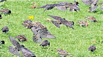  ?? ?? Thanks to Bill Dower for sending in East Haven in Angus. this picture of a starling murmuratio­n – or flock – at