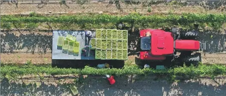  ?? WANG PENG / XINHUA ?? A truck transports grapes from an orchard of Yuanshi Vineyard in Yinchuan, Ningxia Hui autonomous region, in September.