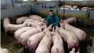  ??  ?? Criador de cerdos en Rheda-Wiedenbruc­k, Alemania.