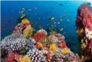  ?? Photograph: Franco Banfi/Getty Images ?? A coral reef at Ari Atoll in the Maldives.